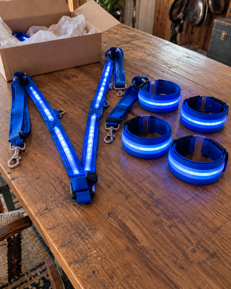 Horse wearing blue LED glow gear